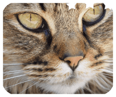乐鱼捕鱼