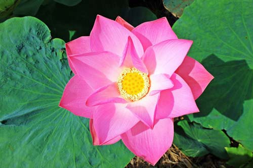 拉斯维加斯3499官网