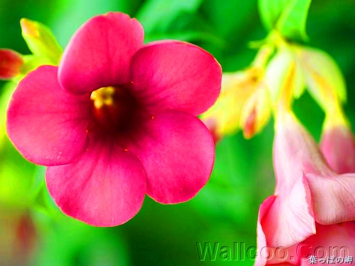 凤凰体育官网